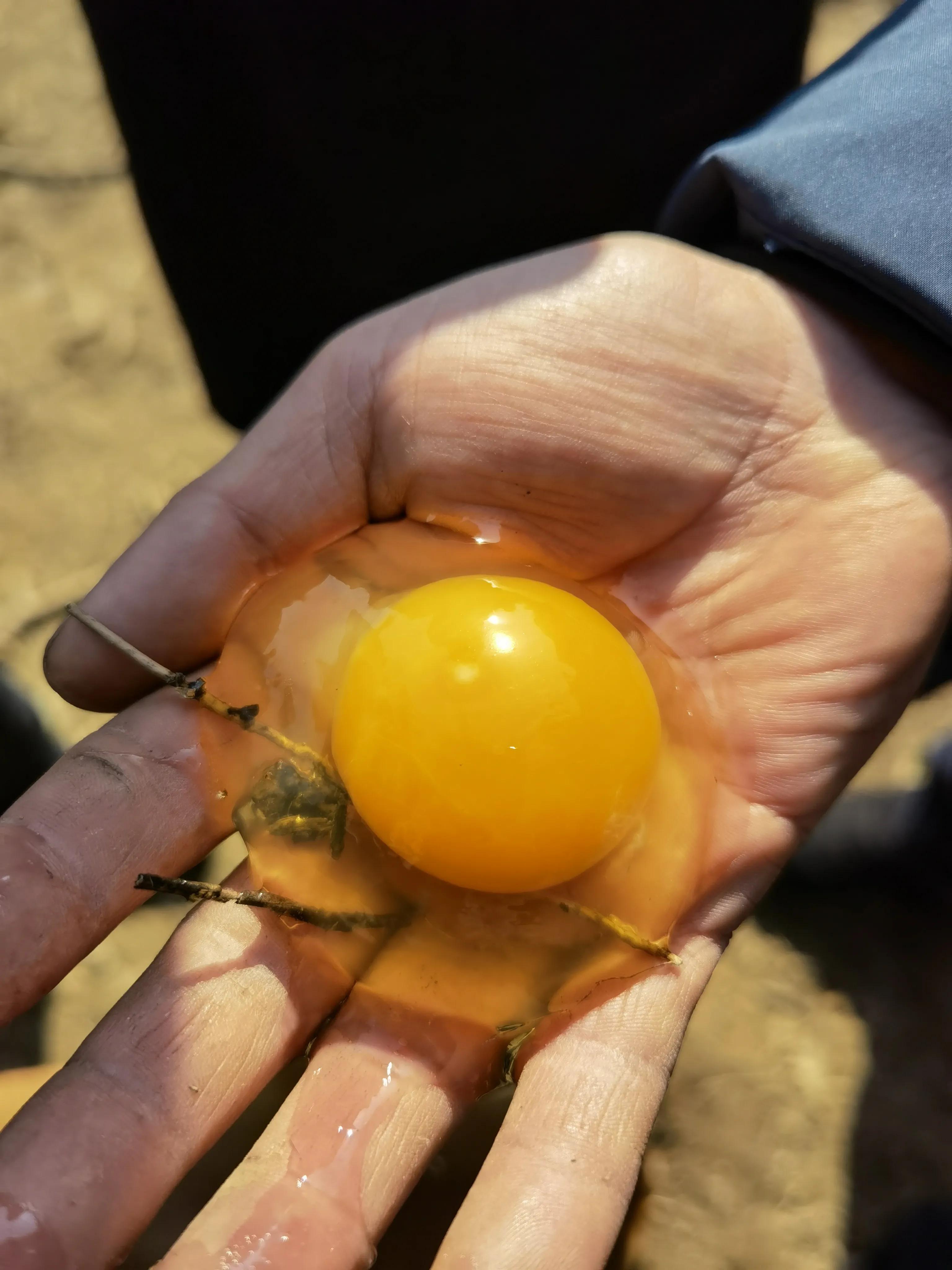 土鸡养殖前景分析,农村养殖土鸡的真实感受