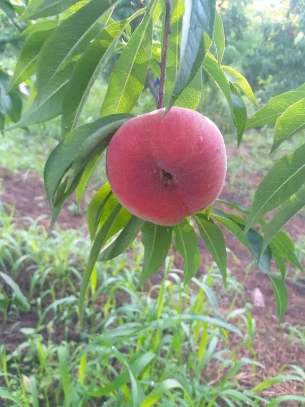 鍗佸牥瓒呭叏钄彍姘存灉,鍗佸牥鏂伴矞姘存灉