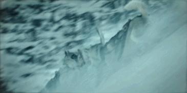 二哈多哥极限逃跑,多哥为什么跟其他哈士奇不一样