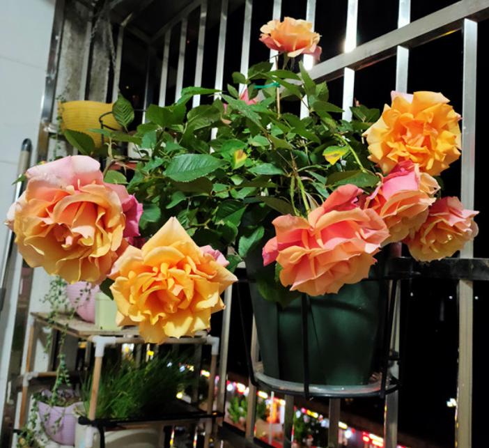 月季中的开花劳模,超微月季一年四季都能开花