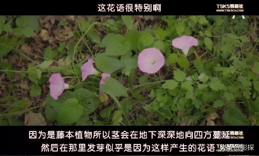 又一部情和欲的完美结合，这剧敢拍我就敢看