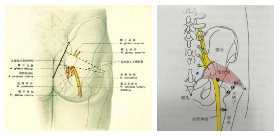 屁股痛、腿麻，有块肌肉受伤了