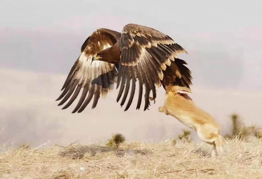 天空霸主鹰傲天,天空霸主
