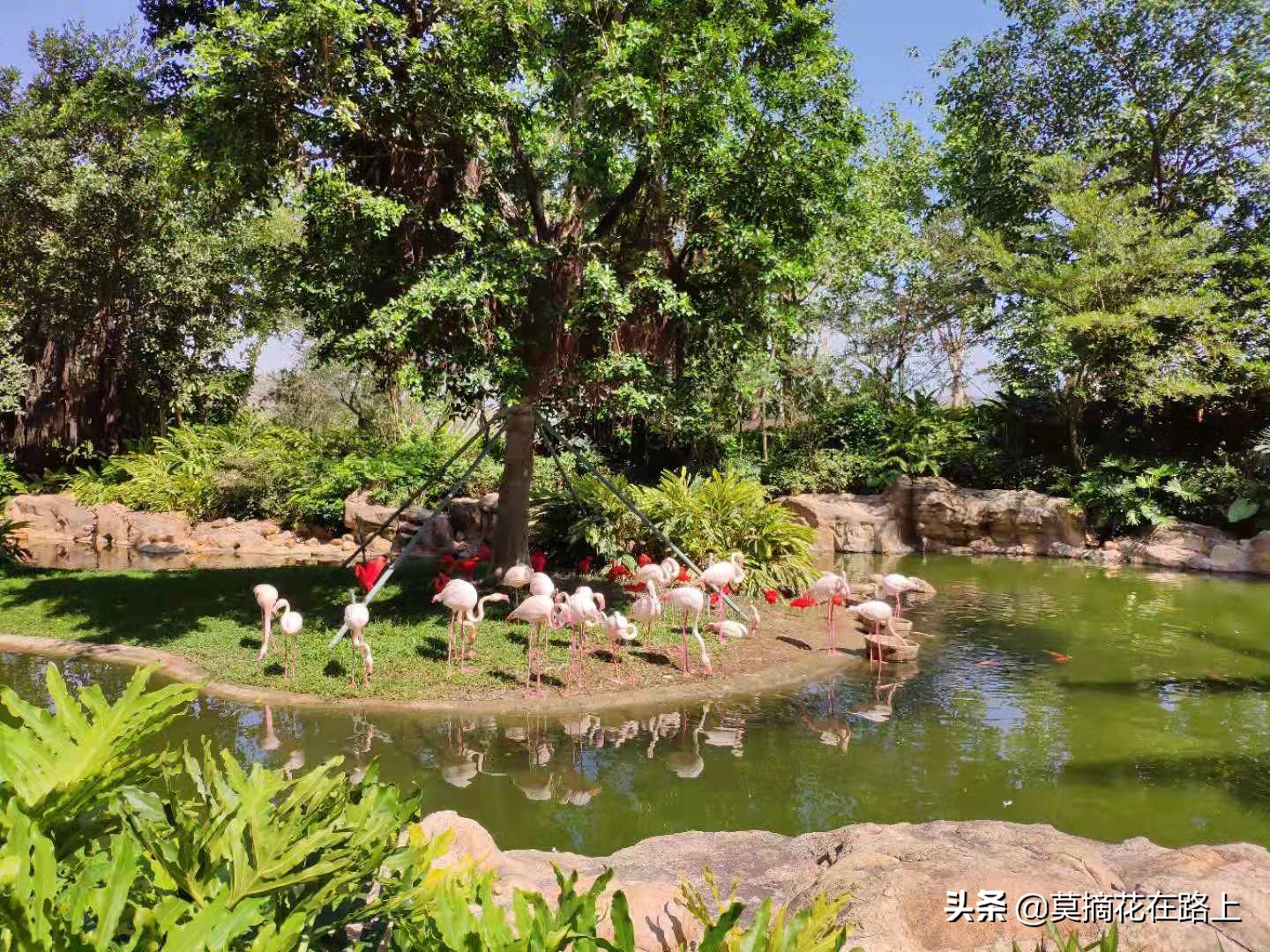 推荐去珠海长隆旅游的原因,一场说走就走的旅行珠海长隆