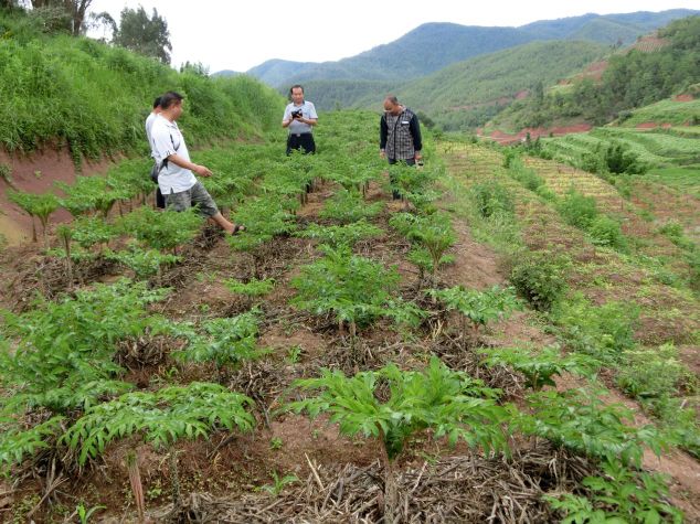 魔芋种植有哪些技术要点,魔芋种植高产技术视频