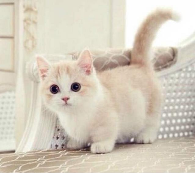 郑州到成都宠物托运,成都到重庆托运宠物多少钱