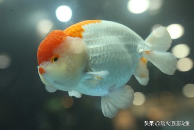 冬天金鱼什么病不能养鱼,金鱼怎么养才不容易得病
