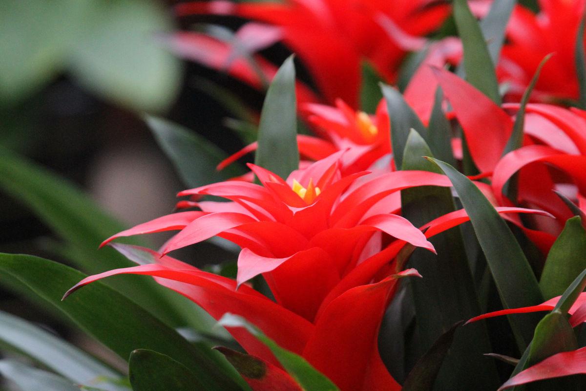 家庭养什么花卉好养又好看,适合家里养的大气的几种花卉