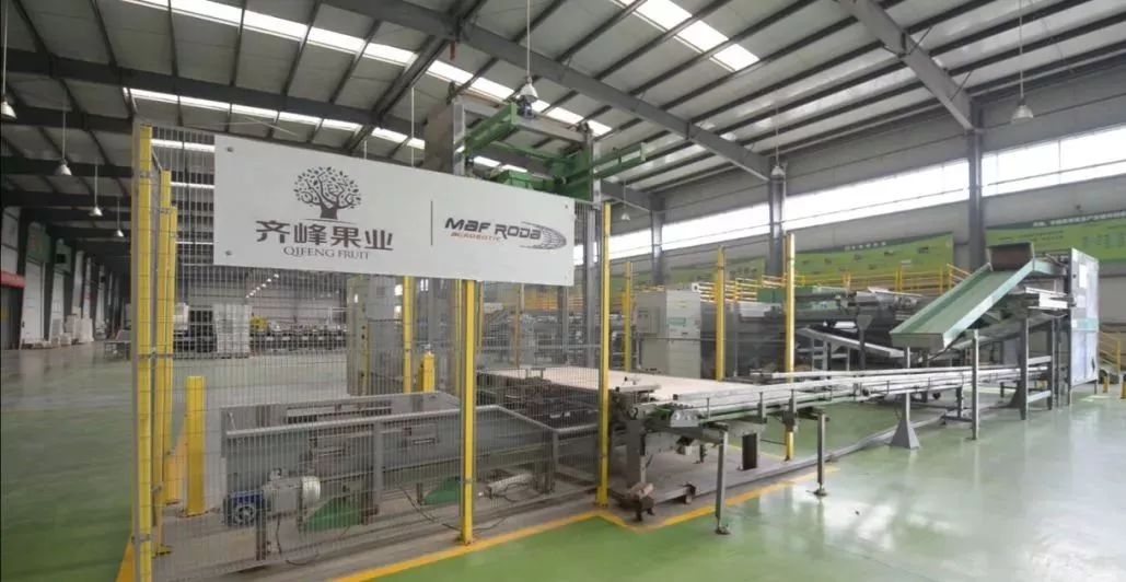 宝鸡眉县猕猴桃产业发展,宝鸡眉县猕猴桃龙头企业