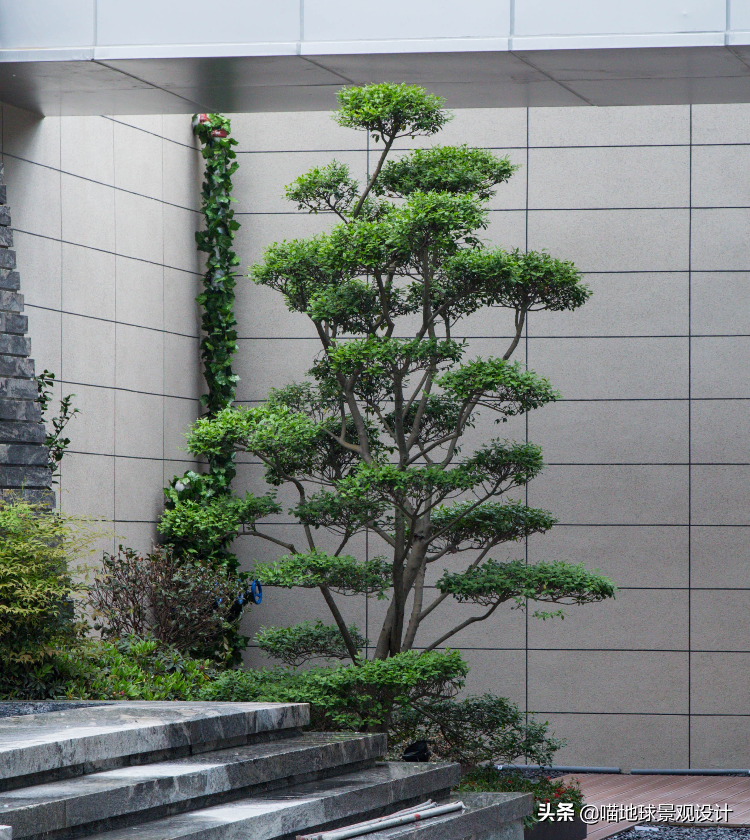 庭院景观设计品种齐全,别墅庭院主景树推荐