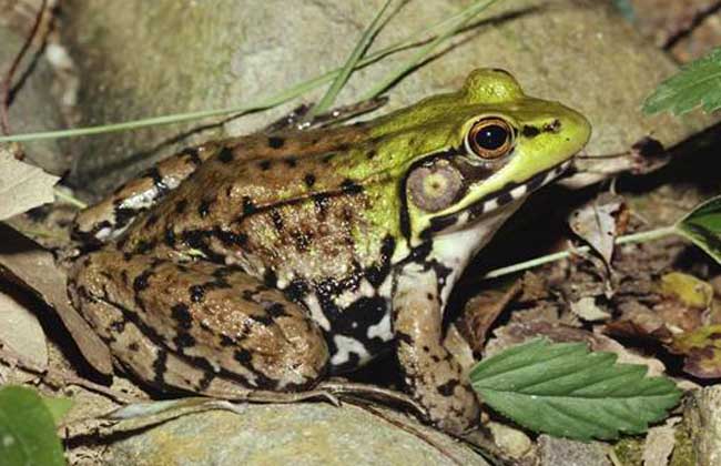 养殖青蛙的家常做法,新手养殖青蛙怎样入行