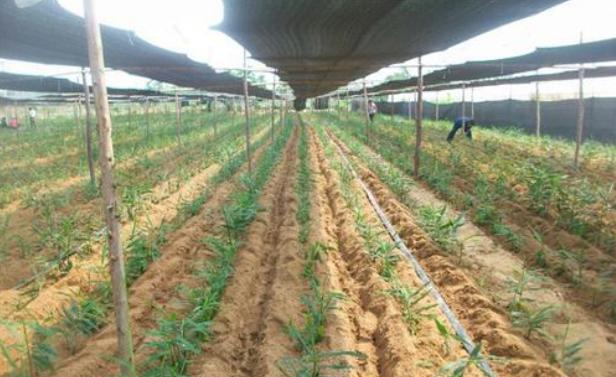 生姜新品种及种植技术有哪些,生姜种植技术生姜采收保存技术