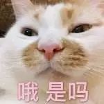 怎么给猫咪选择合适的猫粮,怎么挑选好的猫咪猫粮品牌