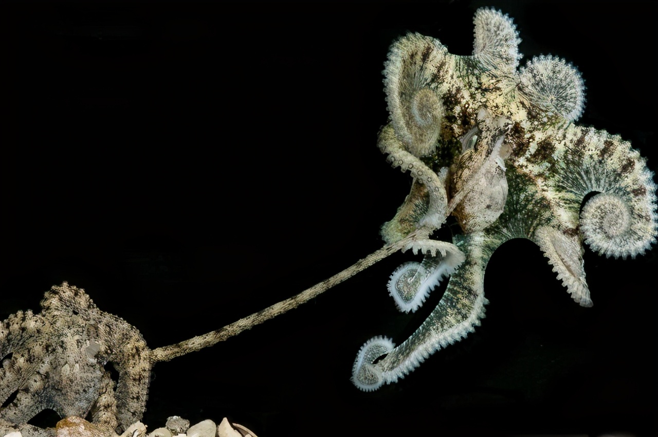 章鱼是如何交配的？一个用“鼻孔”繁殖的生物