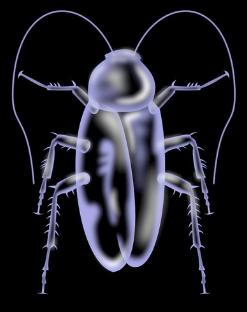 家里的小强怎么消灭彻底,家里有小强怎样能彻底消灭