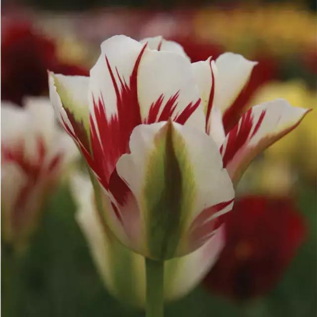 閮侀噾棣欑鐞冪殑鍏绘姢鏂规硶,姘村煿閮侀噾棣欏彂鑺藉悗鍏绘姢