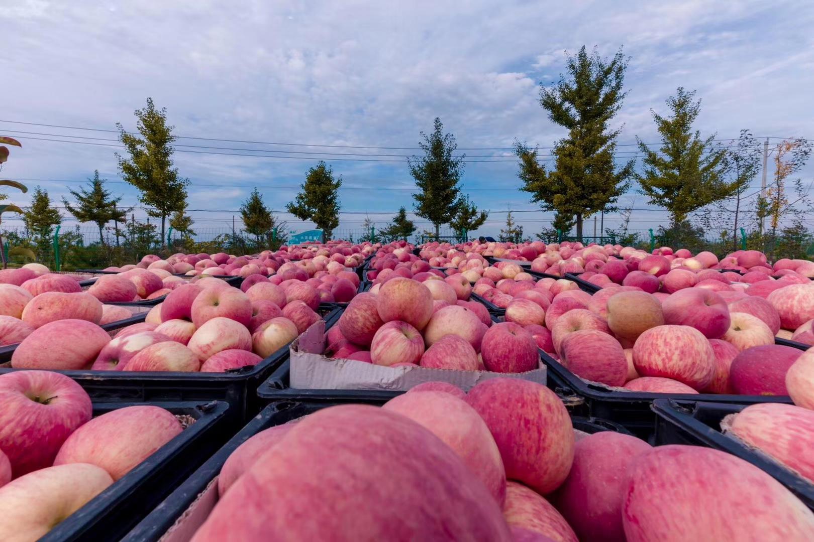 果农致富的秘诀,果农走上勤劳致富的道路