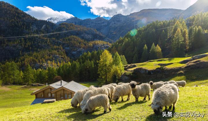 vicky鏃呮父鏀荤暐,vicky鐨勬梾琛寁log