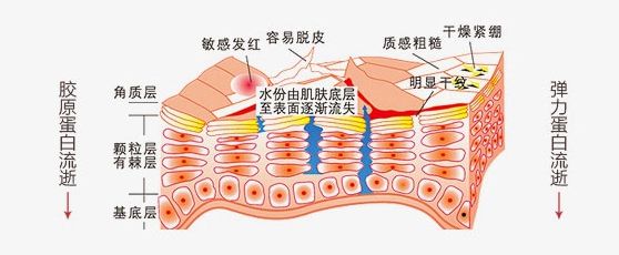 小黄瓜面霜保湿效果好吗,抗老修护保湿面霜澳洲