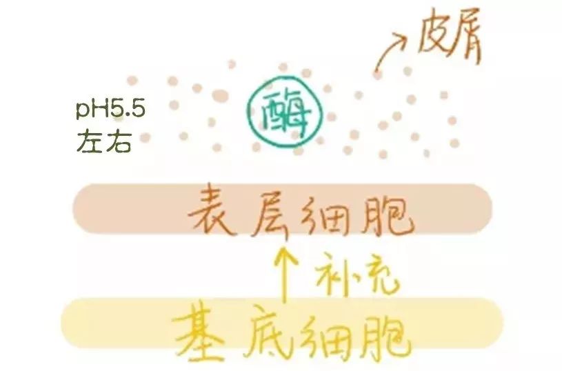 果酸换肤祛痘坑,痘肌必看果酸换肤详细指南