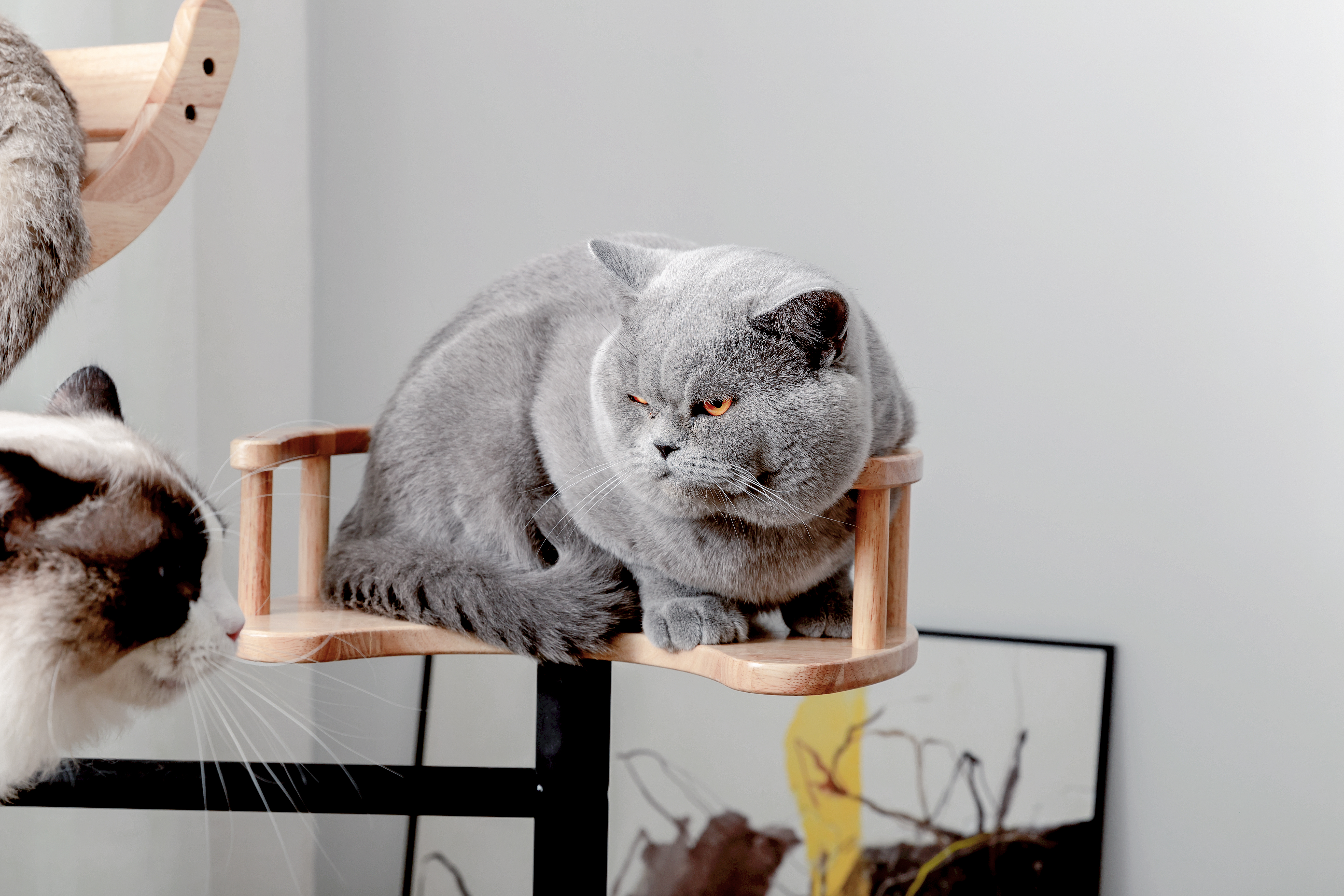 如何为猫咪选购猫爬架？