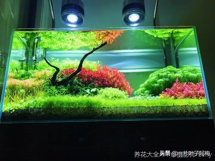 鱼缸不一定只能养鱼，养不活的花丢鱼缸里，沾水立马就疯长