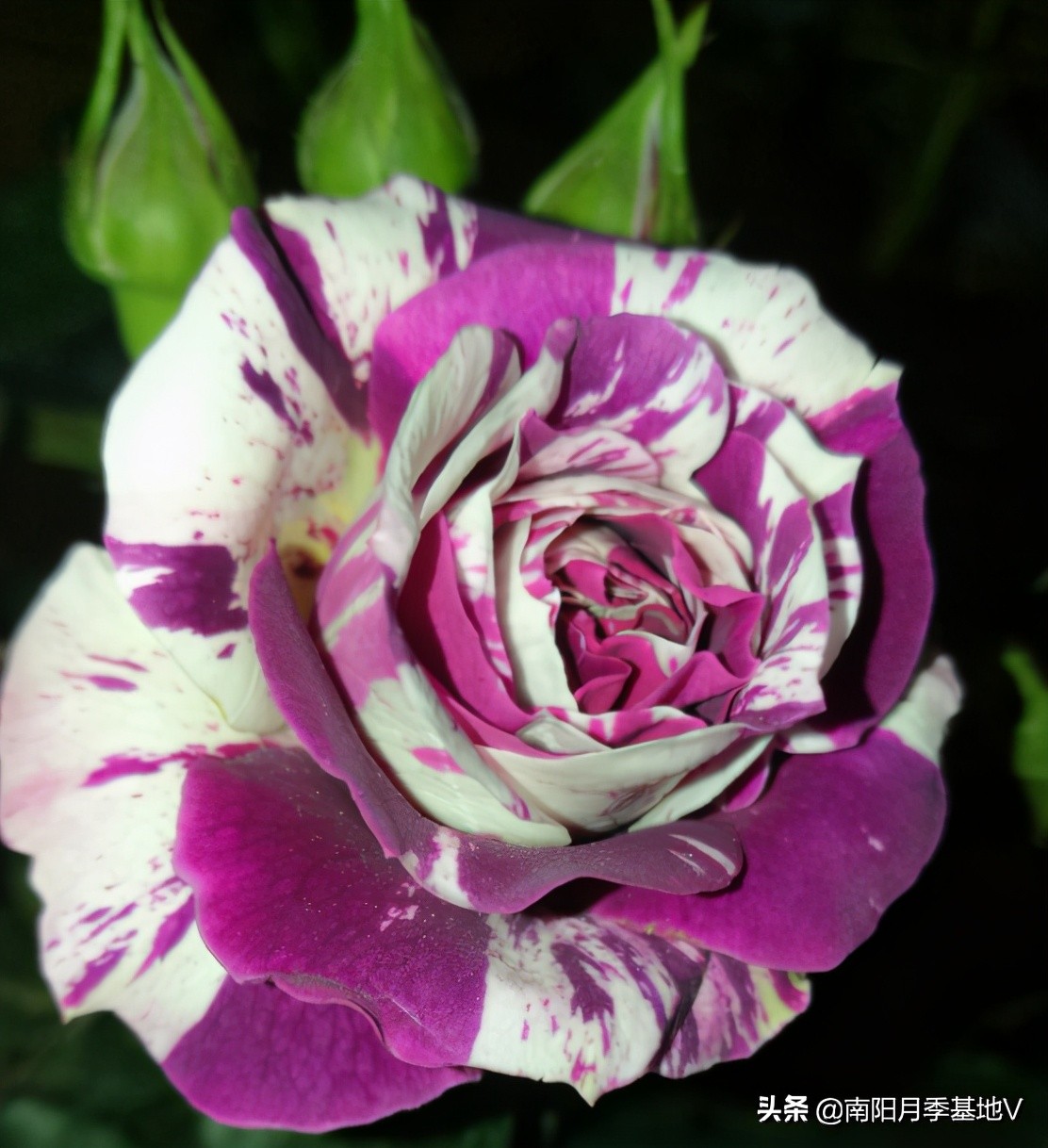 香气大的月季品种大全图片,月季十种好闻的香味