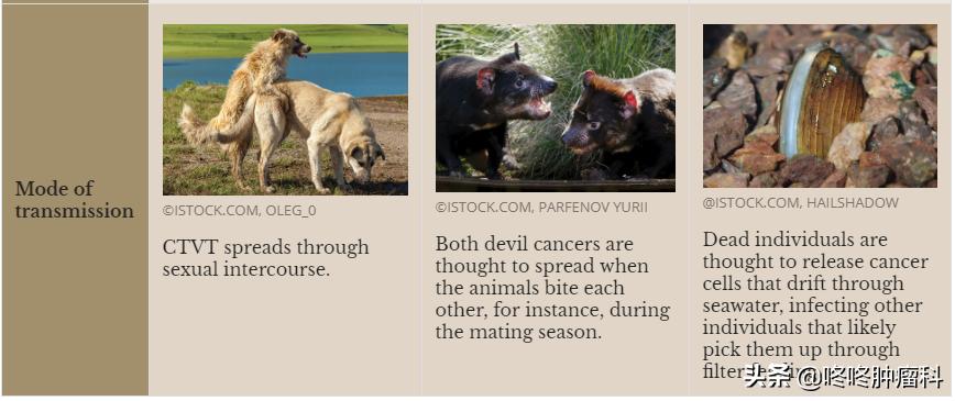 癌症会传染吗碗筷要分开吗,癌症会遗传吗