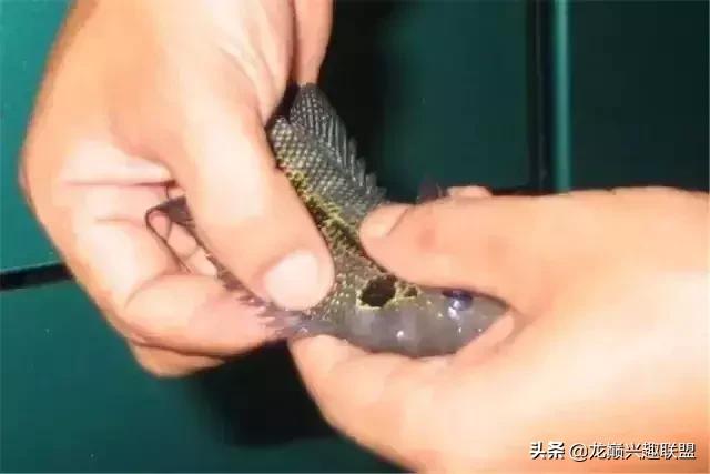 宠物整形美容,给宠物做美容多少钱