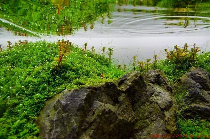 如何打造景观小缸,院子简易水景流水缸制作方法图片