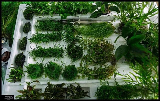 ada风格造景用什么底砂,鱼缸造景ada风格