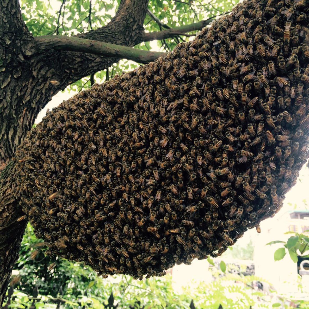 土法圆桶养蜂原地分蜂视频,圆桶土法养蜂分蜂视频完整版