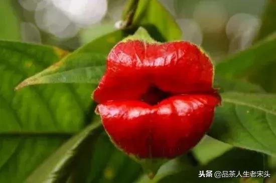 最新世界十大“怪”,最后一个太绝了!