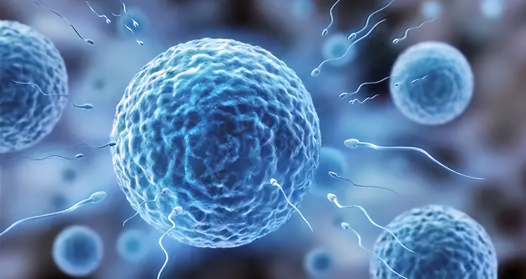 怎样才能提高卵子的质量和数量,如何短期内快速提高卵子质量