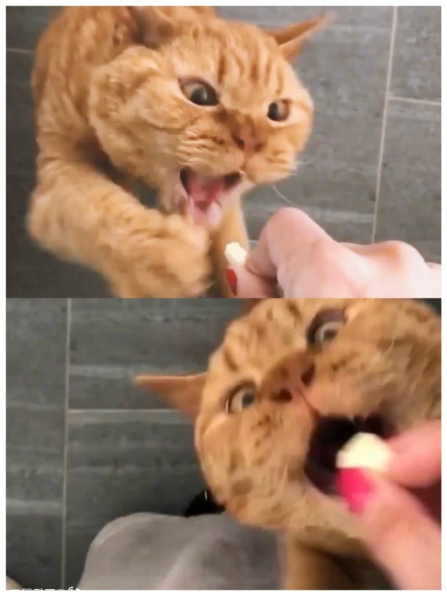 演技爆表!为了不吃药这猫学会了螃蟹的技能