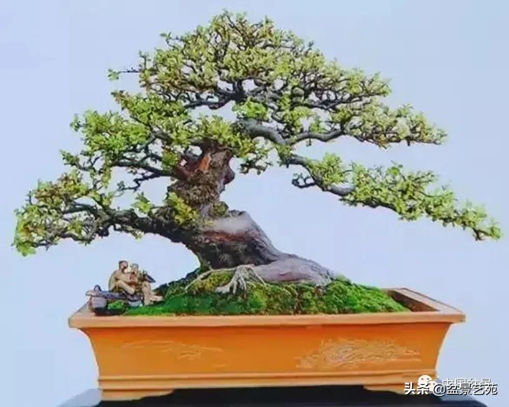 桩景类树种都有哪些,100种常见景观树种