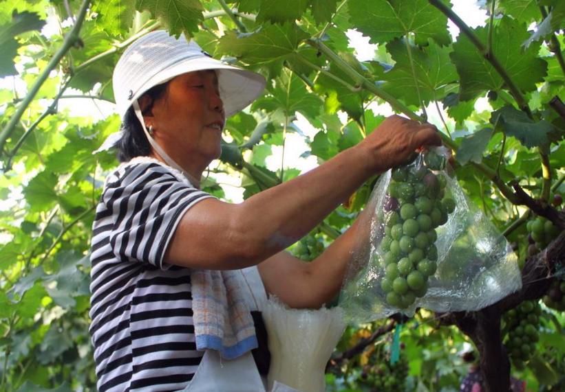 洗葡萄用盐水洗吗,葡萄怎么洗才能去除虫卵