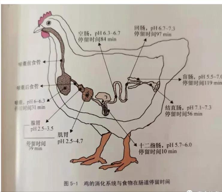 保护肠道健康的药有哪些,什么抗生素对肠道效果比较好