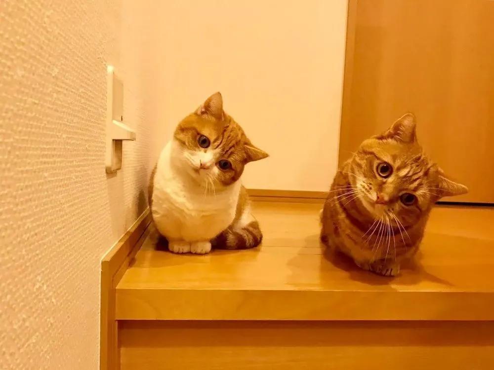 爱唱歌的小猫咪,爱唱歌的可爱猫咪