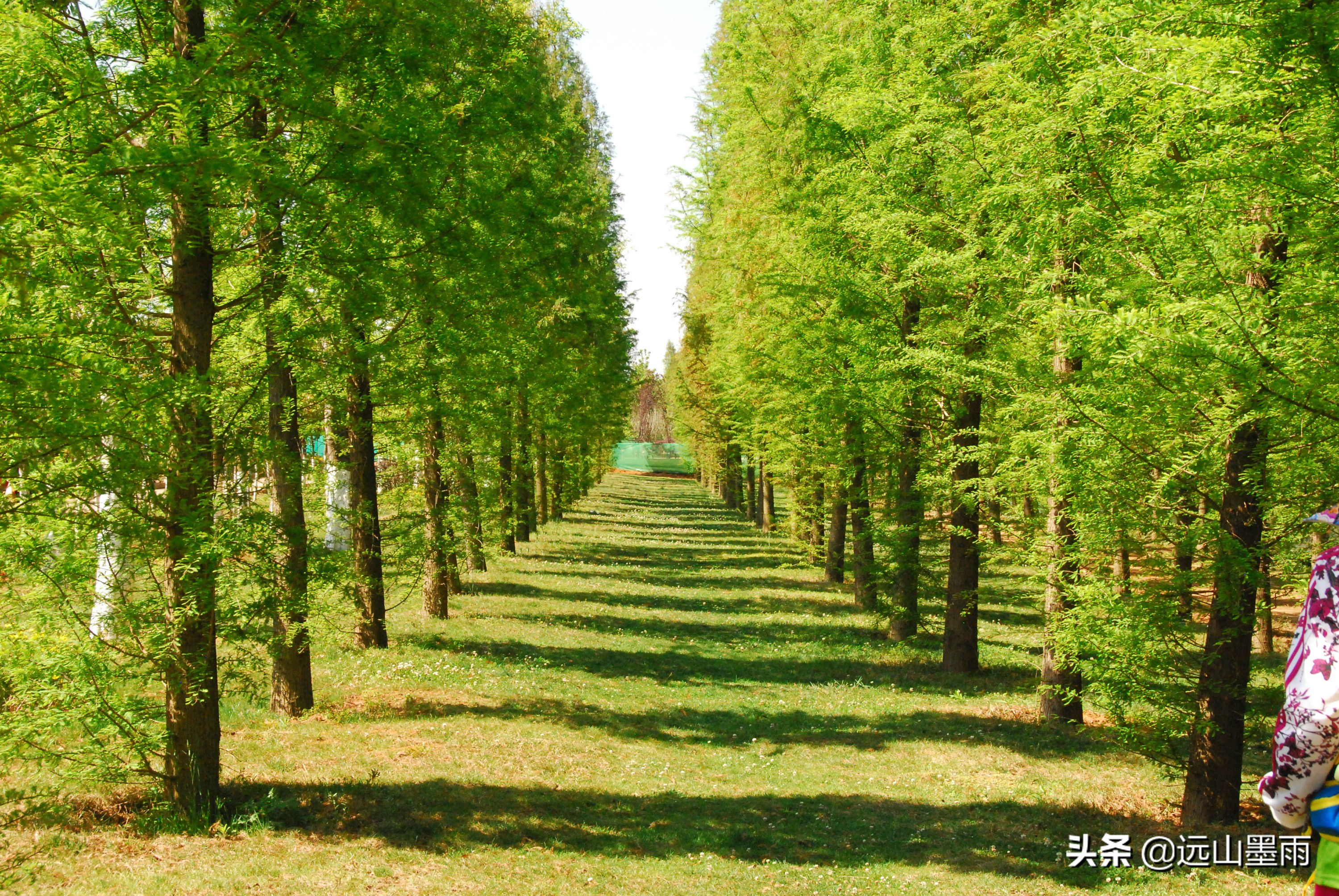 昆明呈贡适合拍婚纱的湿地公园,昆明大渔婚纱主题公园