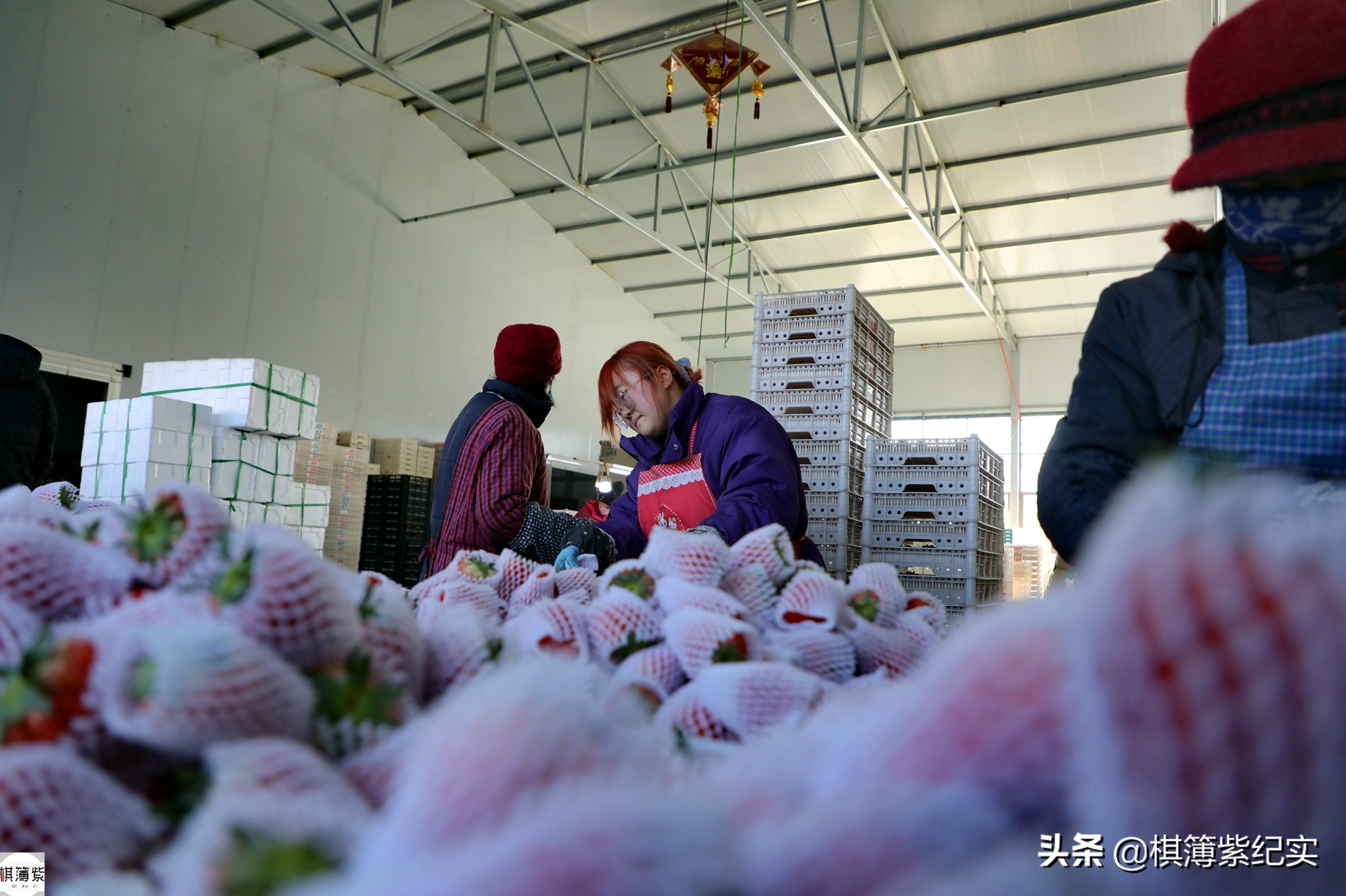 草莓王传奇：200多个大棚，实施空中草莓计划，明年手机遥控草莓