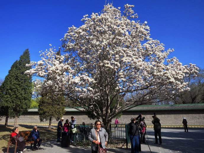 什么树能招财带来好运,什么样的树属于招财树