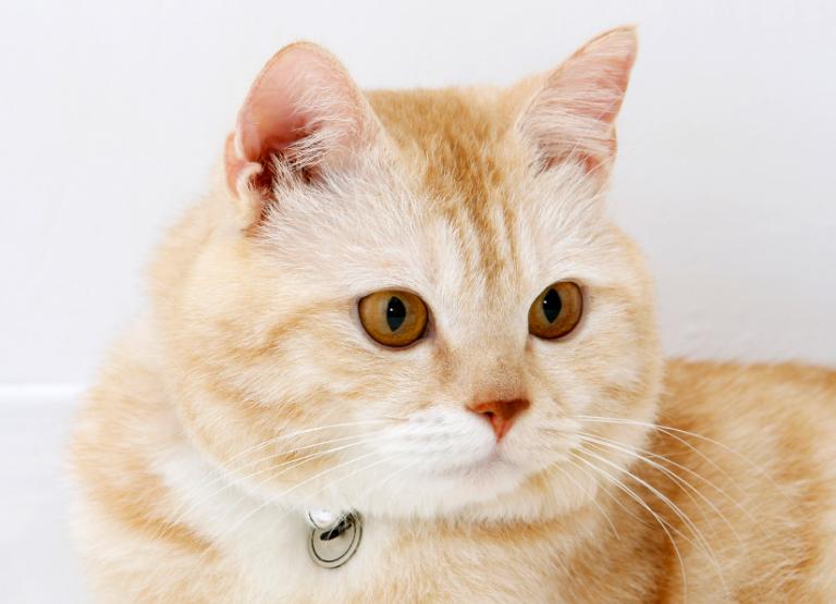 猫咪发烧但是没有其他症状怎么办,猫咪发烧怎么治疗最好