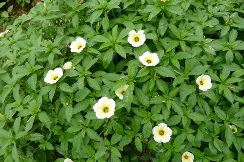 西双版纳风景之旅自由行旅游攻略,邂逅雨林西双版纳秘境之旅