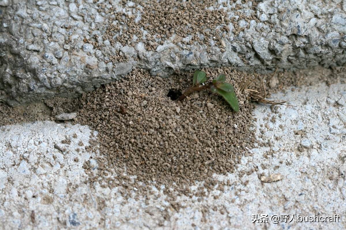 野外迷路树叶稠的一面是什么方向,野外迷路怎么寻找正确求生路线