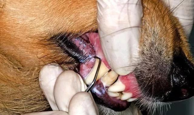 狗狗牙齿有牙结石怎么办可以去除,狗不愿意刷牙怎么预防牙结石