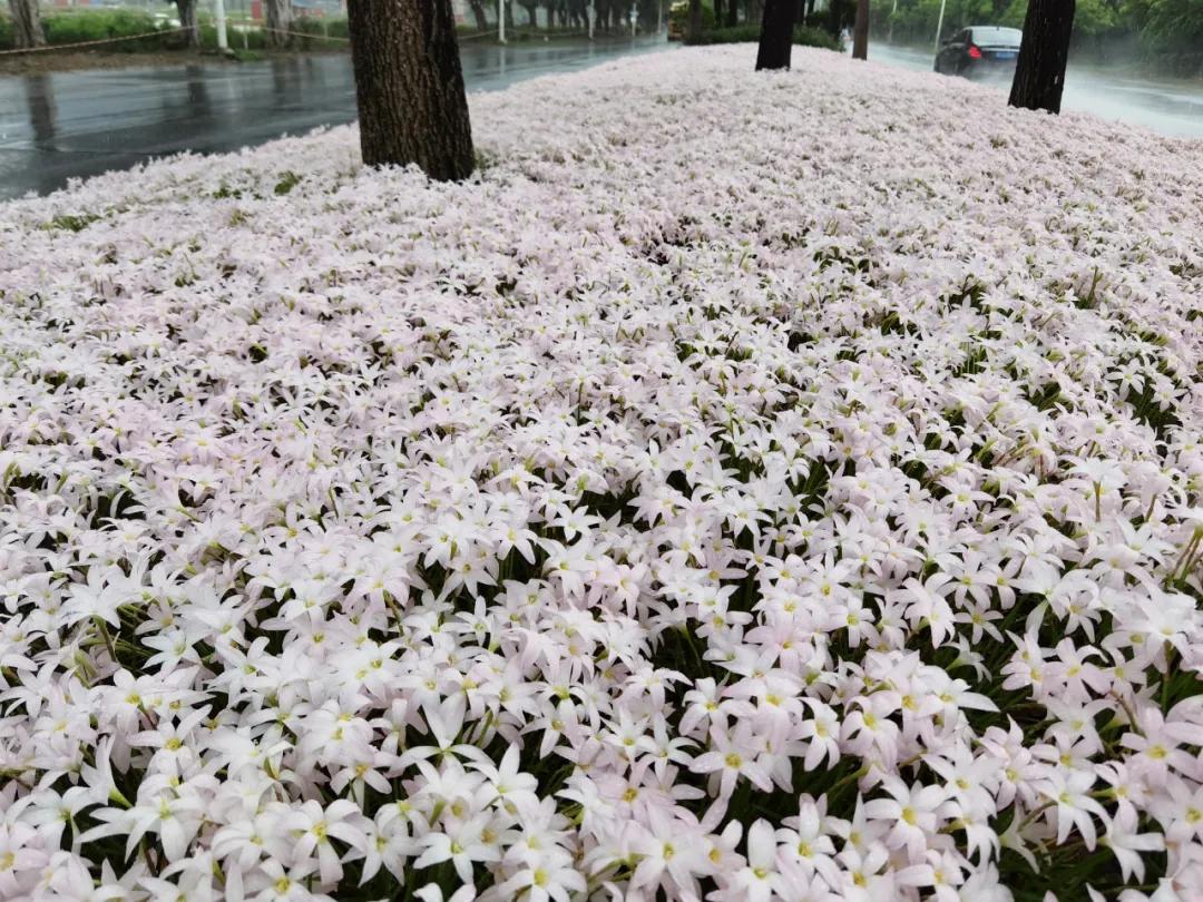 风雨兰的惊艳,风雨兰花开花