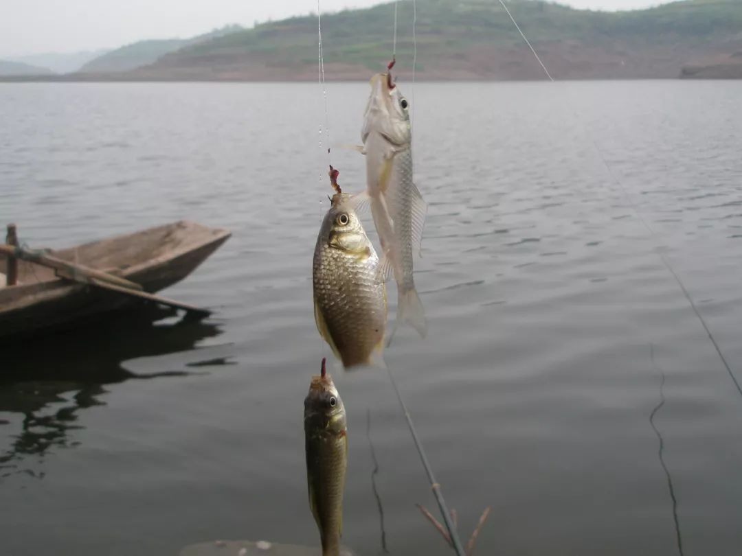 筏竿串钩冬钓鲫鱼如何看竿稍反应,冬钓串钩钓鲫鱼选什么样子的竿