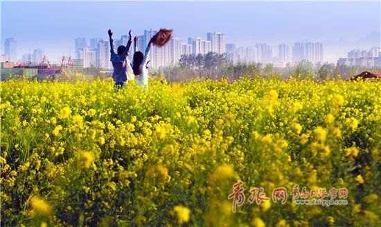 樱桃花海游玩攻略,青岛樱桃花海在哪