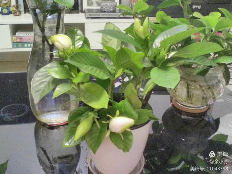 栀子花开舞蹈视频,栀子花开何炅